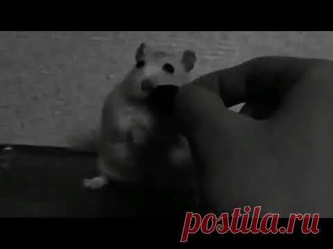 Хомяк познал безысходность.