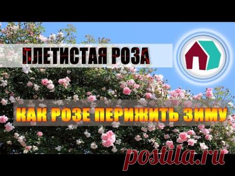 ПЛЕТИСТАЯ РОЗА. ЗИМОВКА НА УРАЛЕ. - YouTube