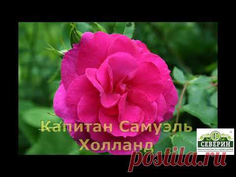 Канадские неукрывные розы. Каталог ВЕСНА 2020.