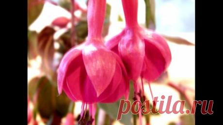 Фуксия - выращивание, уход, размножение, цветение. | Марина Цветы | Дзен