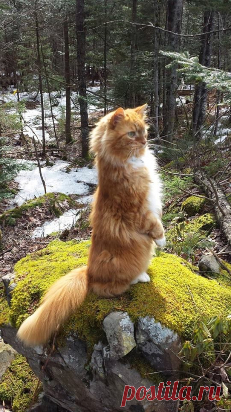 (78) I Love My Maine Coon Cat