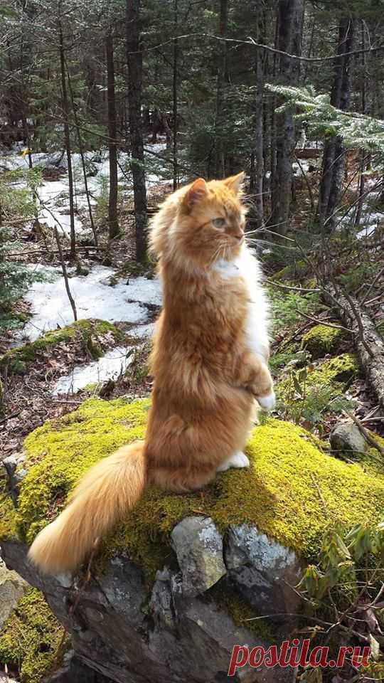 (78) I Love My Maine Coon Cat