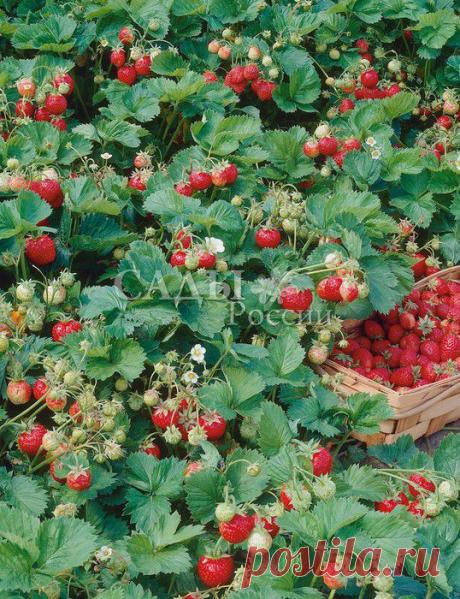 Земляника - Земляника ремонтантная - Саженцы почтой, семена почтой от НПО Сады России (Сад и огород). Продажа плодовых саженцев. Интернет-магазин саженцев. - Научно-производственное объединение «Сады России»