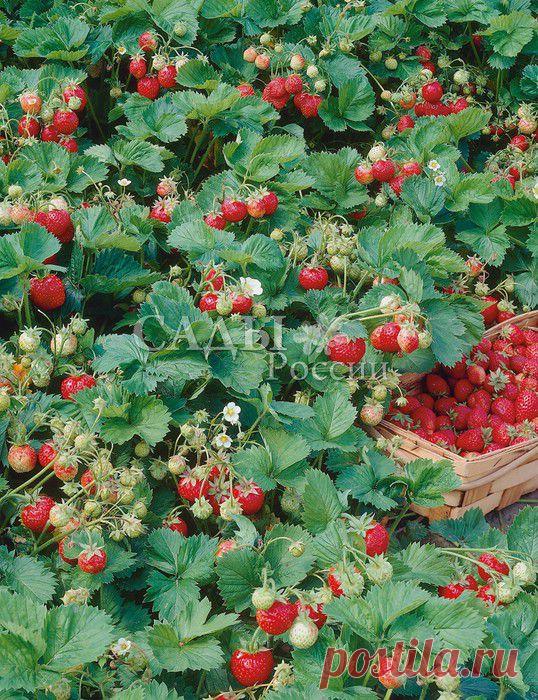 Земляника - Земляника ремонтантная - Саженцы почтой, семена почтой от НПО Сады России (Сад и огород). Продажа плодовых саженцев. Интернет-магазин саженцев. - Научно-производственное объединение «Сады России»