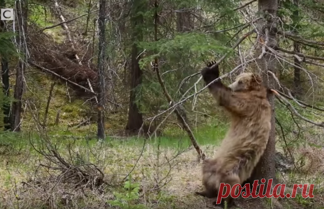Бурые медведи танцуют тверк: видео — National Geographic Россия