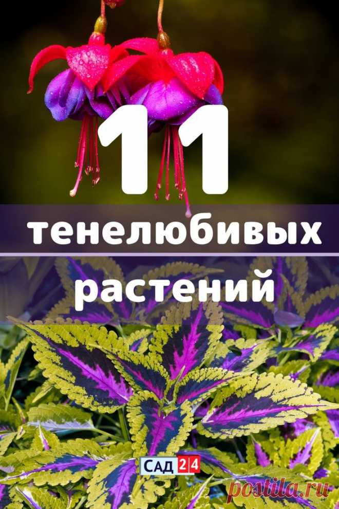 11 лучших тенелюбивых и теневыносливых цветов: названия, описания и уход. Фото и видео | Тенелюбивые растения, Цветы на веранде, Цветник план