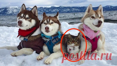 Кошка, которую спасли и вырастили хаски, теперь считает себя большой и отважной собакой