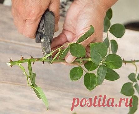 Размножение зелеными черенками 
 
Размножение пород без участия семян различными вегетативными органами материнского растения или их частями называется вегетативным. Существуют следующие способы вегетативного размножения древесных растений: черенками, отводками, корневыми отпрысками, делением кустов и прививкой. 
 
Вегетативное размножение имеет большие преимущества по сравнению с семенным. С помощью вегетативного размножения можно выращивать растения, размножение которых ...