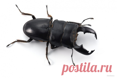 Dorcus titanus из семейства рогачей в кадре Дмитрия: nat-geo.ru/community/user/223331