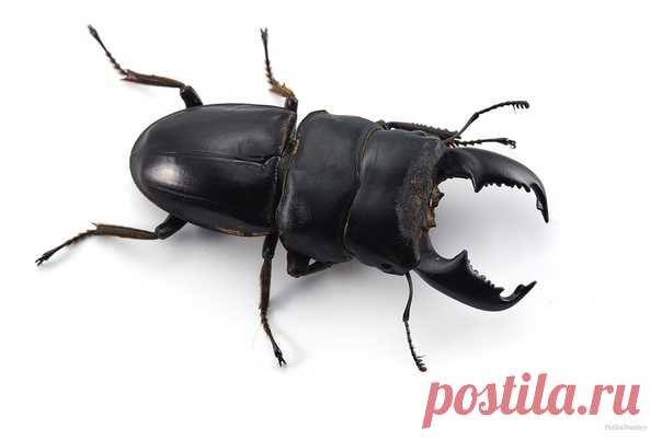 Dorcus titanus из семейства рогачей в кадре Дмитрия: nat-geo.ru/community/user/223331