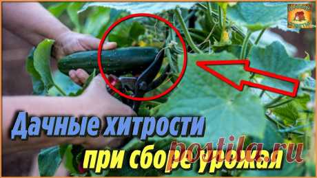 Никогда бы не подумала, что при сборе урожая огурцов стоит придерживаться таких правил, чтобы увеличить урожай
