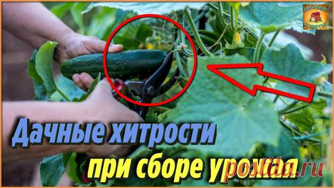 Никогда бы не подумала, что при сборе урожая огурцов стоит придерживаться таких правил, чтобы увеличить урожай