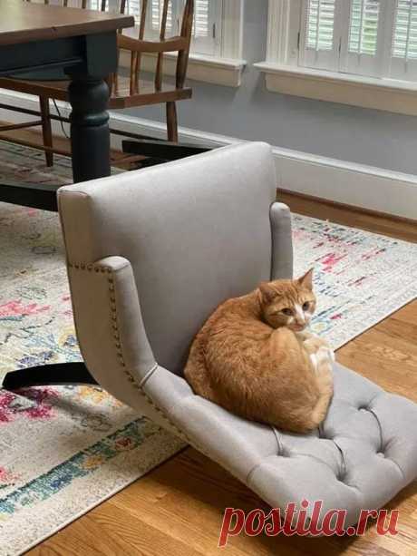 За позитивом: любуемся на фотки котиков, берущих от жизни всё | Ilike.pet | Яндекс Дзен