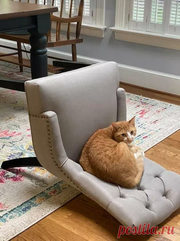 За позитивом: любуемся на фотки котиков, берущих от жизни всё | Ilike.pet | Яндекс Дзен