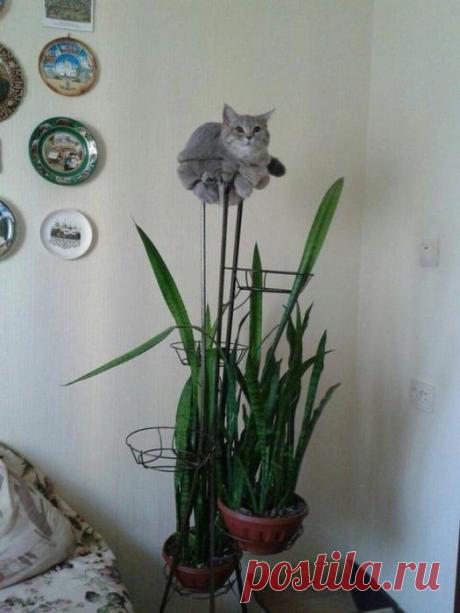 Котик красит место, а не место котика