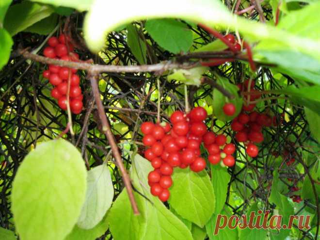 Лимонник китайский | 6 соток