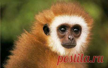 Черная обезьяна 10 обои 1280x800 обои - Черная обезьяна Обои - животное Обои