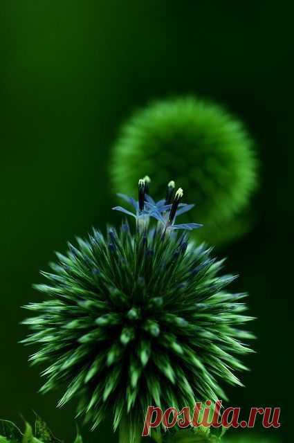 Pinterest