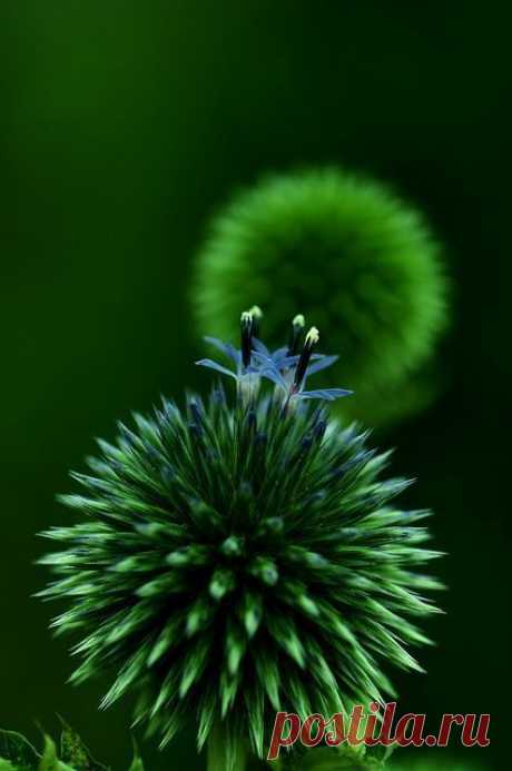 Pinterest