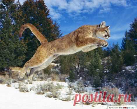 Пума: прыгающая
Обладая необыкновенной силой и способная развивать высокую скорость при беге, пума является одним из наиболее грозных хищников нашей планеты.