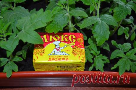 Мощное удобрение из дрожжей для активного роста рассады, ростки начинают расти в 2-3 раза быстрее, как правильно приготовить | Садоводство с Элен | Яндекс Дзен