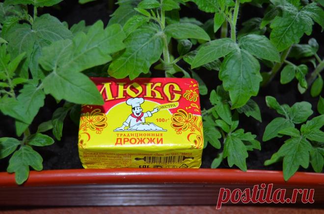 Мощное удобрение из дрожжей для активного роста рассады, ростки начинают расти в 2-3 раза быстрее, как правильно приготовить | Садоводство с Элен | Яндекс Дзен