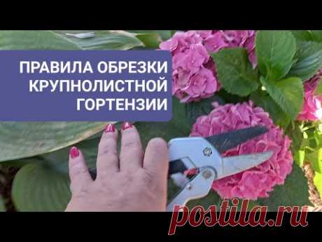 Правила обрезки крупнолистной гортензии.