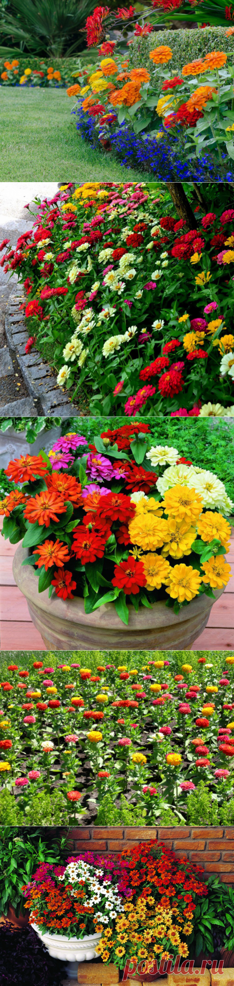 Цинии на вашем приусадебном участке