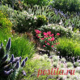 6 красивых растений для укрепления склонов
