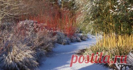 11 деревьев и кустарников с красивой корой, которые украсят зимний сад Вы когда-нибудь подбирали саженцы для сада с прицелом на их декоративность в зимнее время? Предлагаем вам подборку деревьев и кустарников, которые раскрасят самый серый и блеклый пейзаж.