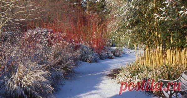 11 деревьев и кустарников с красивой корой, которые украсят зимний сад Вы когда-нибудь подбирали саженцы для сада с прицелом на их декоративность в зимнее время? Предлагаем вам подборку деревьев и кустарников, которые раскрасят самый серый и блеклый пейзаж.