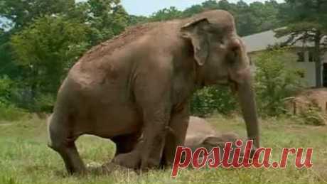 After 20 Years Apart These Elephants Reunite | Society Of Rock