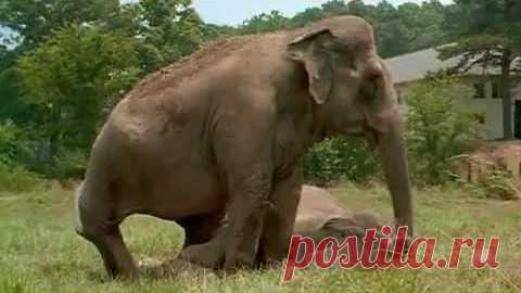After 20 Years Apart These Elephants Reunite | Society Of Rock