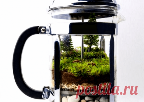 Флорариумы: виды, описание, идеи оформления ~ Planetalsad