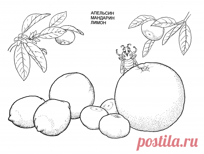 1079474_raskraski-citrusy.jpg (Изображение PNG, 3253 × 2452 пикселов) - Масштабированное (27%)