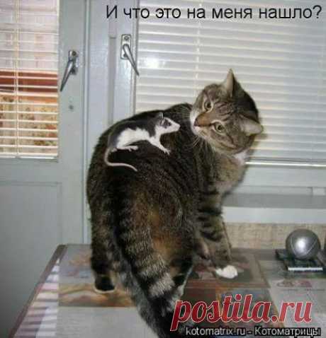 пп