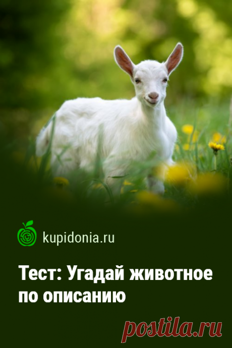 Тест: Угадай животное по описанию. Занимательны тест о животном мире, который проверит ваши знания или поведает, что-то новое для вас, если вы этого еще не знали.