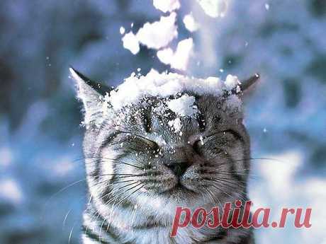 котик