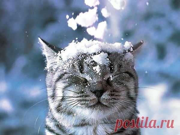 котик