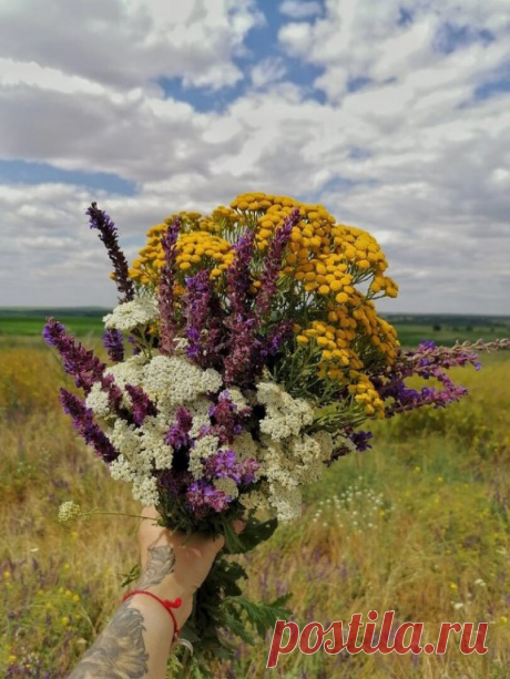 Травы для волос 

 Укрепляющие травы: душица обыкновенная (трава), зверобой продырявленный (трава), мелисса лекарственная (трава), одуванчик лекарственный (корень), омела белая, полынь горькая (трава), ромашка аптечная (цветки), спорыш (трава), тысячелистник обыкновенный (трава), хвощ полевой (трава), чабрец (трава), чистотел большой (трава), шалфей степной (трава), шиповник (плоды), шишки хмеля.

 Травы для роста волос: бессмертник песчаный (цветочные корзинки), девясил в...