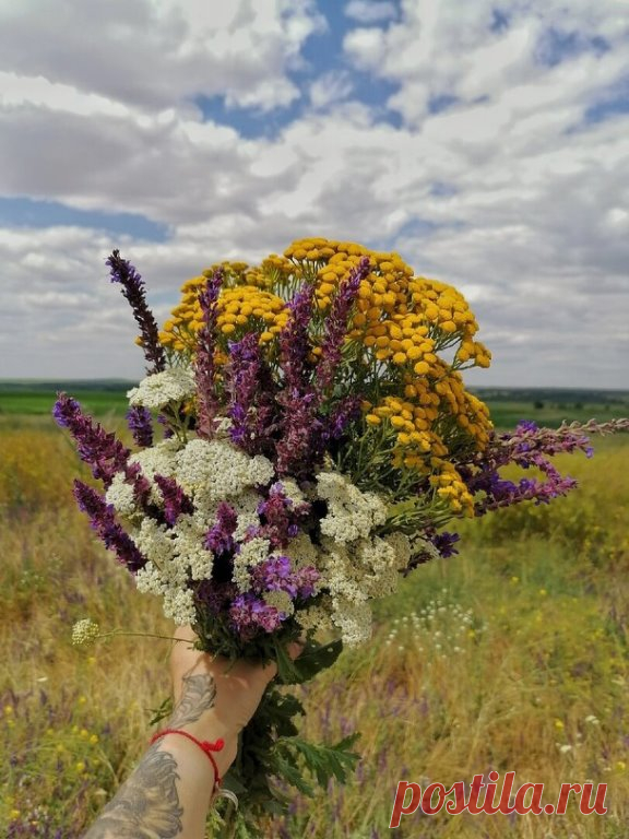 Травы для волос 

 Укрепляющие травы: душица обыкновенная (трава), зверобой продырявленный (трава), мелисса лекарственная (трава), одуванчик лекарственный (корень), омела белая, полынь горькая (трава), ромашка аптечная (цветки), спорыш (трава), тысячелистник обыкновенный (трава), хвощ полевой (трава), чабрец (трава), чистотел большой (трава), шалфей степной (трава), шиповник (плоды), шишки хмеля.

 Травы для роста волос: бессмертник песчаный (цветочные корзинки), девясил в...