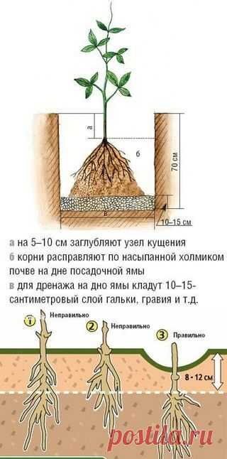 Как и куда правильно посадить клематис