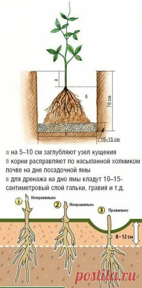 Как и куда правильно посадить клематис