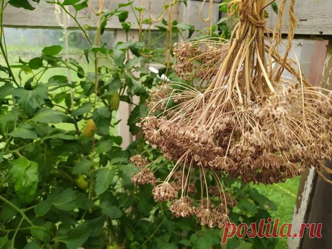 Семена укропа: Два способа собрать и два способа использовать | Есть время под солнцем | Яндекс Дзен