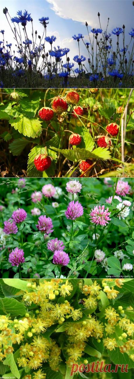 Заготавливаем дикорастущие травы | ДОСТОЙНАЯ ЖИЗНЬ НА ПЕНСИИ