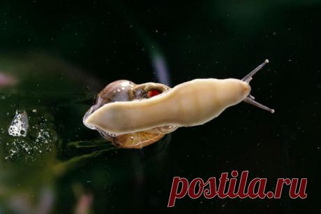 Муцин улитки - улиточная слизь с секретом