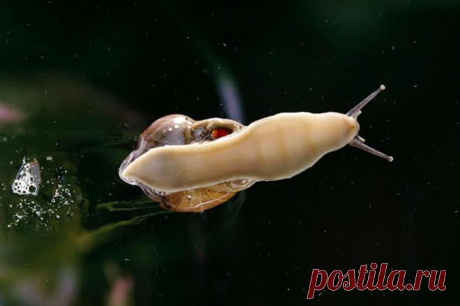 Муцин улитки - улиточная слизь с секретом