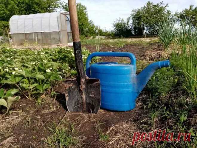 Универсальное средство в 10 раз лучше любого удобрения: на огороде все растет и оживает на глазах: новости, растения, почва, подкормка, удобрение, урожай, сад и огород