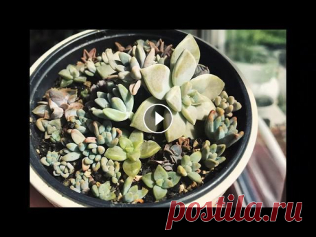 Композиция из суккулентов (Succulents repotting) Пересадка суккулентов из листиков в один горшок в виде композиции....