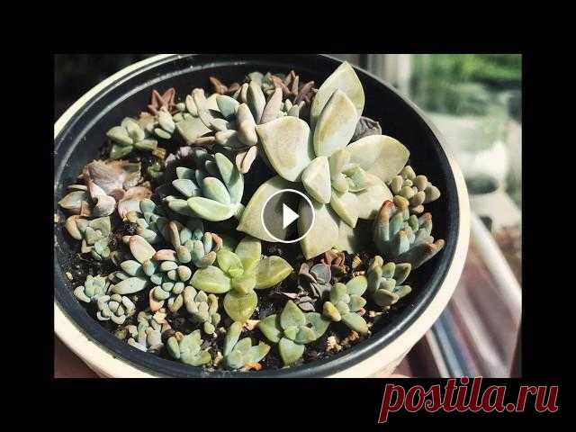 Композиция из суккулентов (Succulents repotting) Пересадка суккулентов из листиков в один горшок в виде композиции....